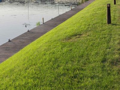 Low Maintenance Lawn Seed
