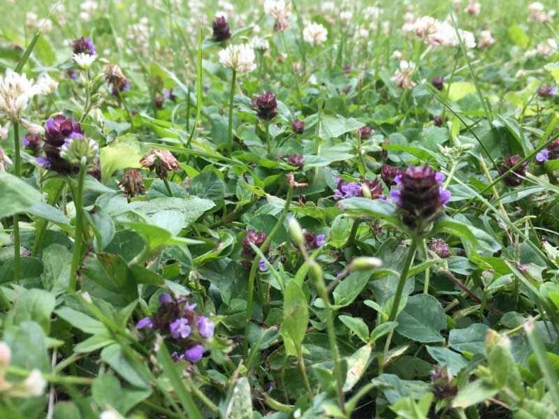 Wildflower Seed Bee Mixture (includes white & red clover)