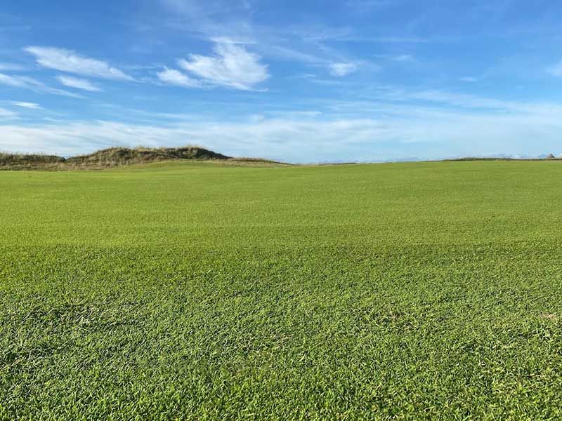 Coastal Lawn Seed