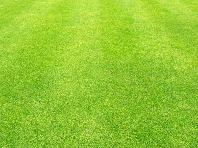 Deluxe Lawn Seed