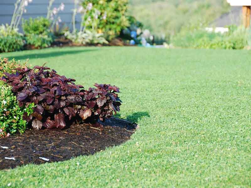 Eco Friendly Micro Clover Lawn Seed