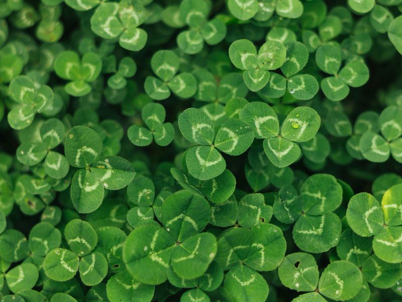White Micro Clover for Lawns - Pipolina