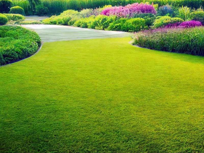Prestige No. 1 Lawn Seed (no ryegrass)