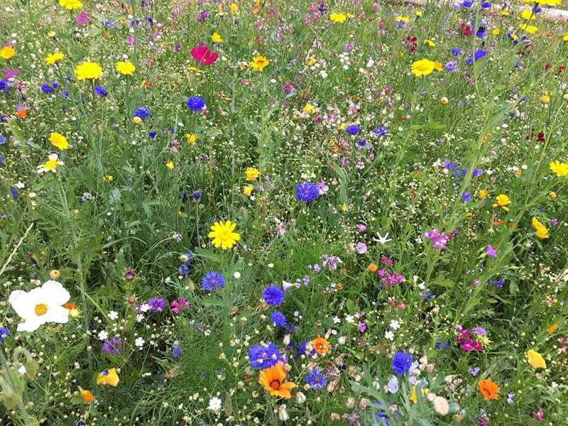 Pollinating Lawn Mixture