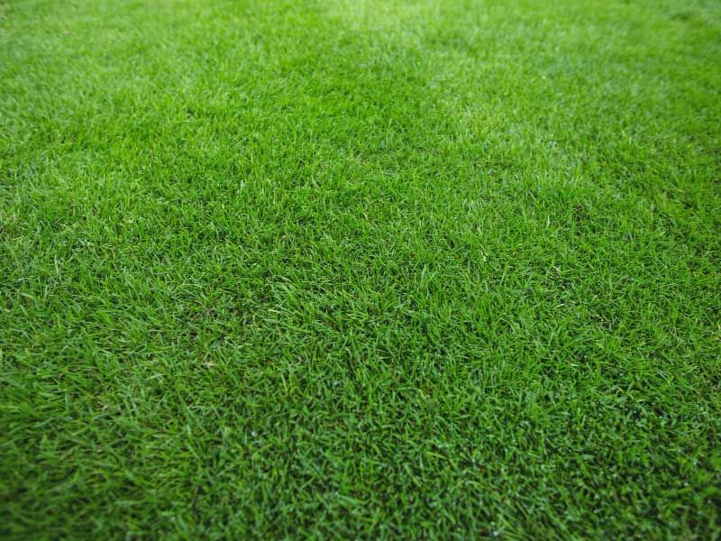 Multipurpose Dwarf Ryegrass Lawn Seed