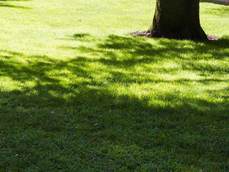 Shaded Lawn Seed Mixture