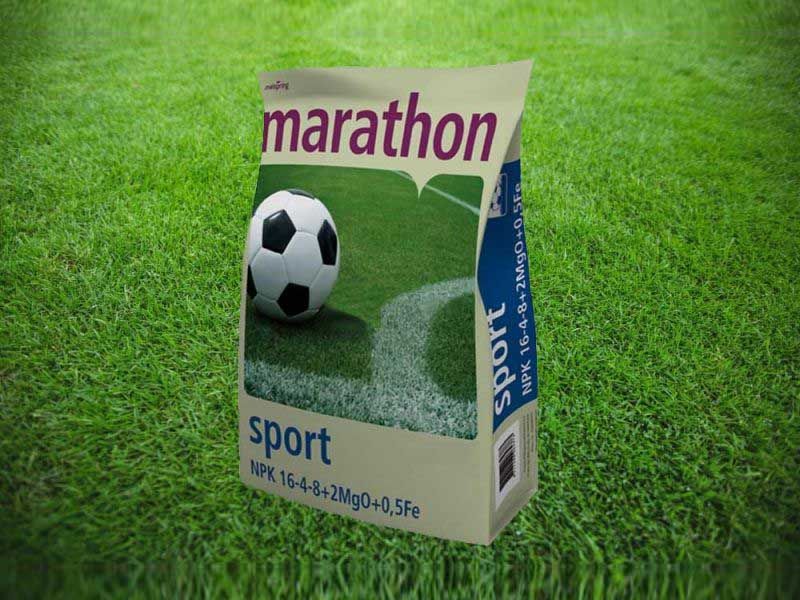 Sport Field Grass Seed