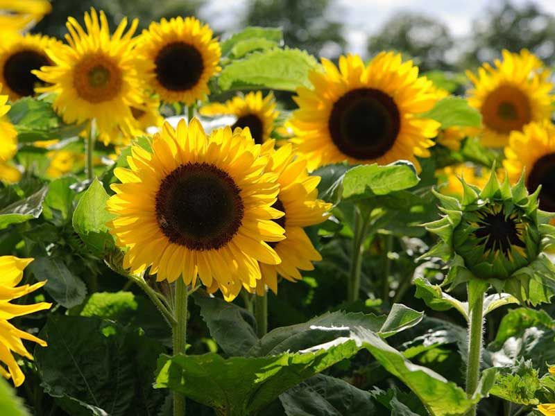Sunflower Seeds