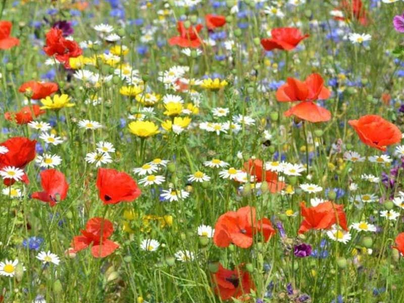Wildflower Seed