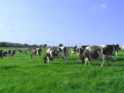Grazing No. 5