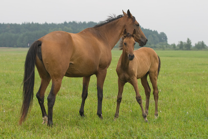 Horse Mixture